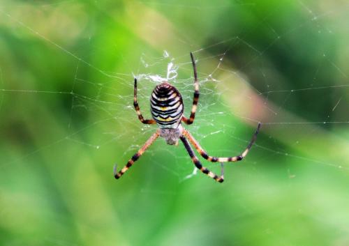 Argiope bruennichi
